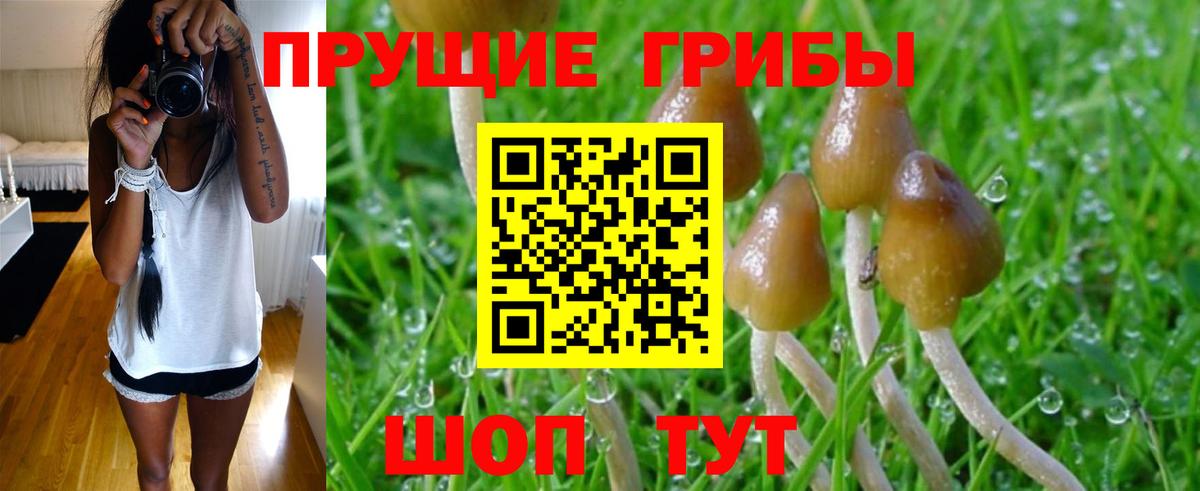 Лесной  Псилоцибиновые грибы Cubensis  Вход с VPN 